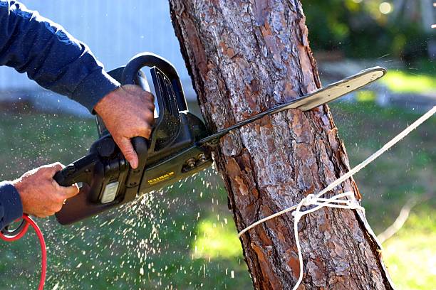Best Lawn Watering Services  in Merlin, OR