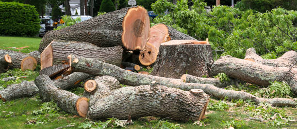 How Our Tree Care Process Works  in  Merlin, OR