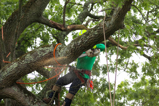 Professional Tree Care in Merlin, OR